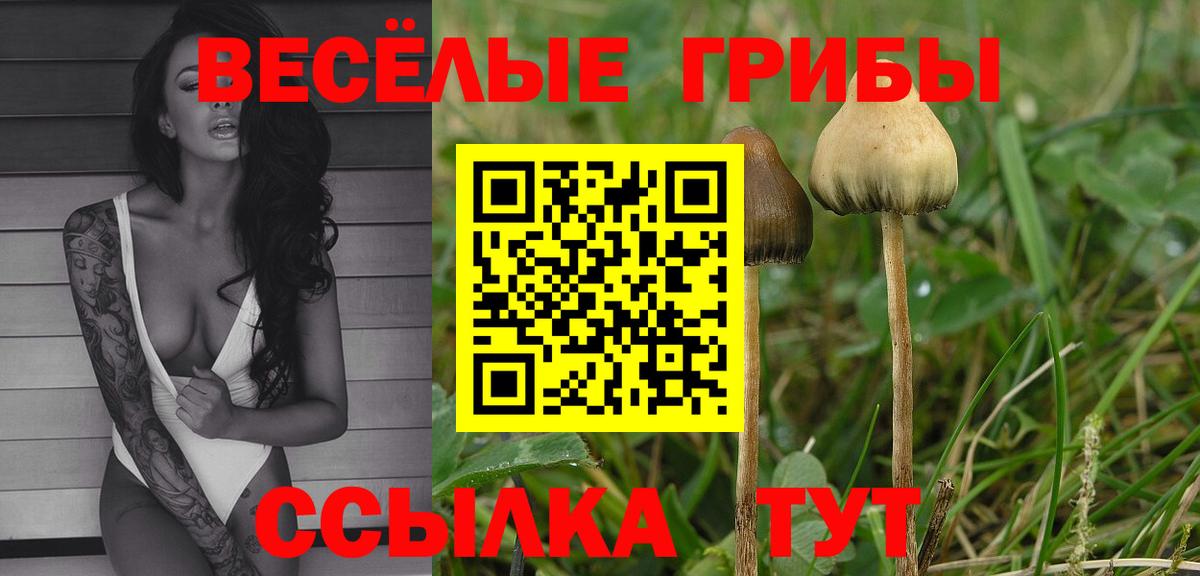 купить  сайты  Вход с VPN  Губкин  Псилоцибиновые грибы GOLDEN TEACHER 